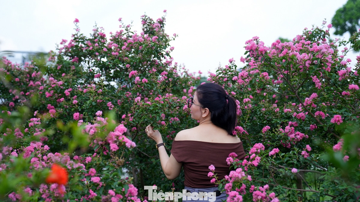 Mùa hoa tường vi sẽ kéo dài đến hết tháng 9 nhưng nhiều người đánh giá đây là thời điểm đẹp nhất trong năm nếu muốn chụp ảnh cùng loài hoa này.