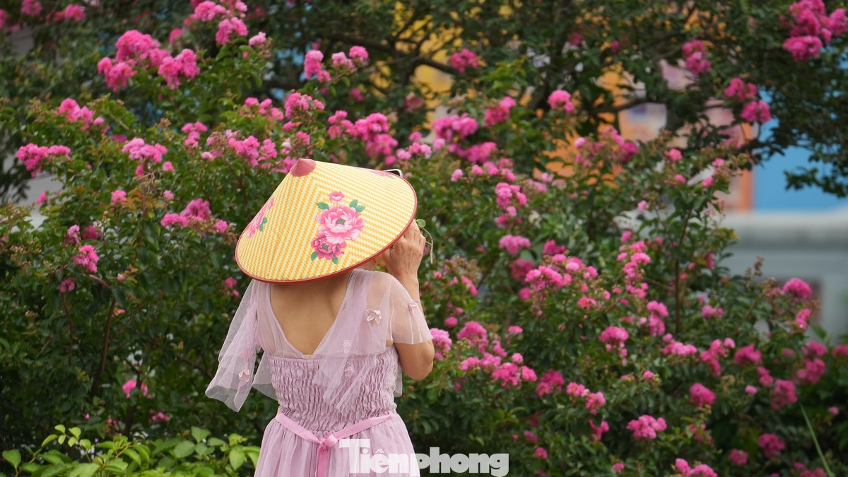 Sắc đỏ rực rỡ của loài hoa này khiến bất cứ ai đi qua cũng phải ngoái nhìn.