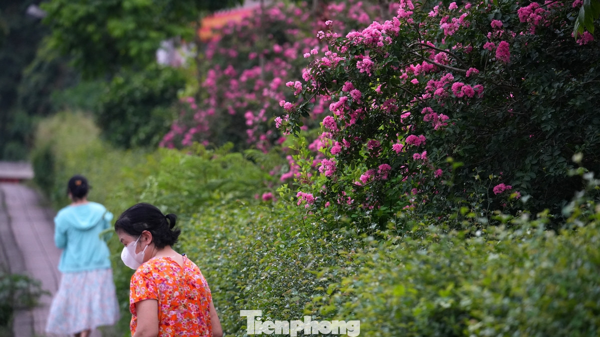 Hoa tường vi nở rộ trên một đoạn đường bên phường Ngọc Thụy (quận Long Biên).