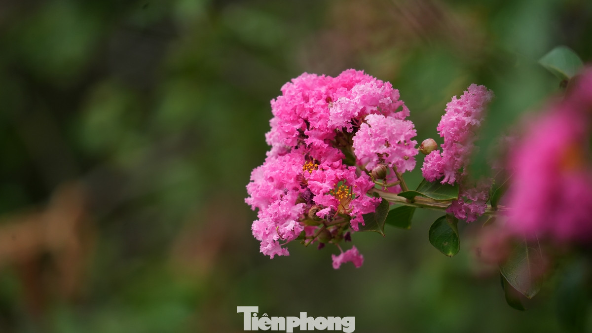 Hoa thường nở thành từng chùm, dày đặc ở đầu cành, tạo nên những mảng màu rực rỡ.