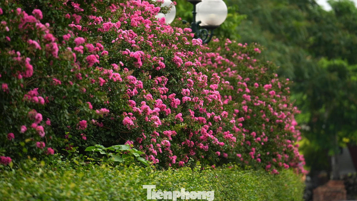 Hoa tường vi còn được gọi là hoa tử vi, bách nhật hồng, là cây thân gỗ thuộc họ bằng lăng. Hoa có nguồn gốc từ Trung Quốc nhưng cũng rất phổ biến ở các nước Đông Á khác như Nhật Bản, Hàn Quốc...