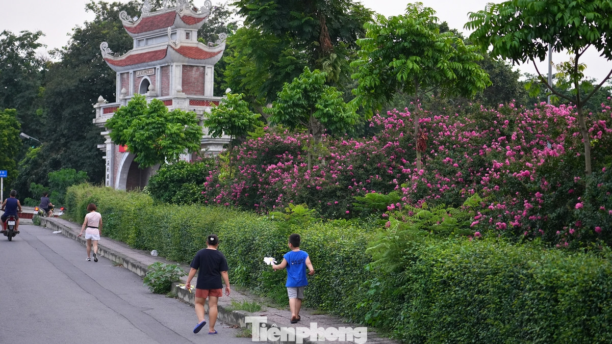 Mùa hoa tường vi sẽ kéo dài đến hết tháng 9 nhưng nhiều người đánh giá đây là thời điểm đẹp nhất trong năm nếu muốn chụp ảnh cùng loài hoa này.