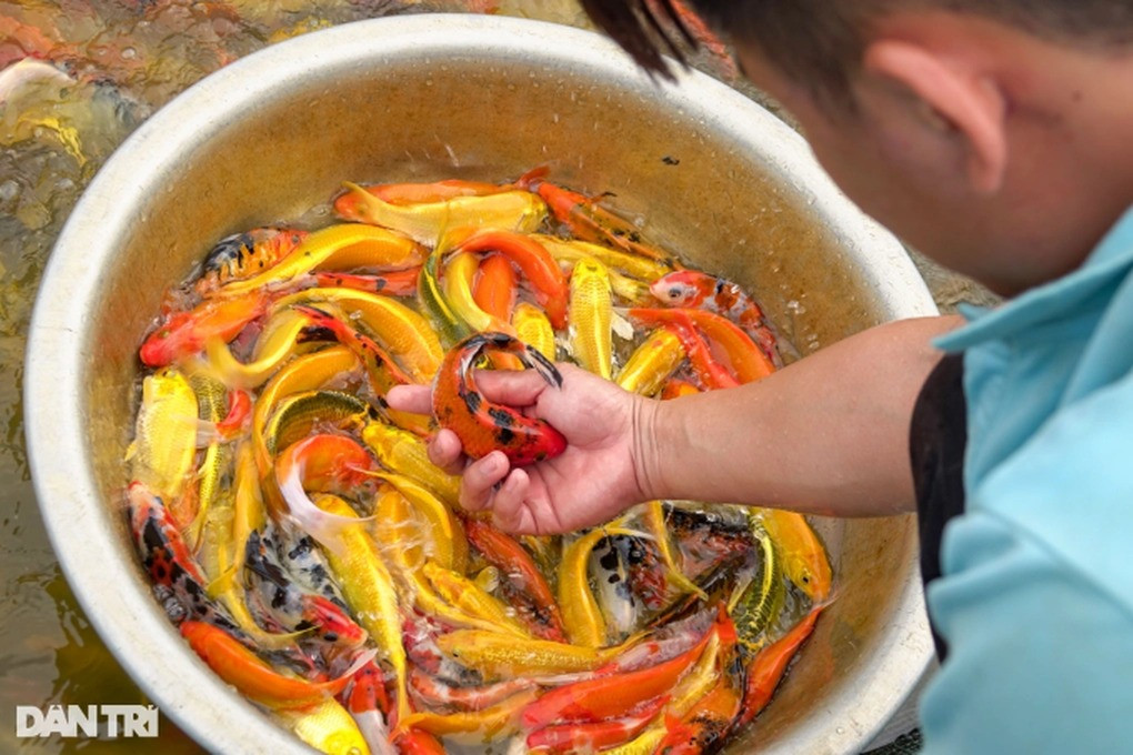 Nhân sự trẻ bức xúc khi bị buộc phải đi vớt cá, vệ sinh, bảo dưỡng hồ nước trong giờ làm việc (Ảnh: Nguyễn Vy).