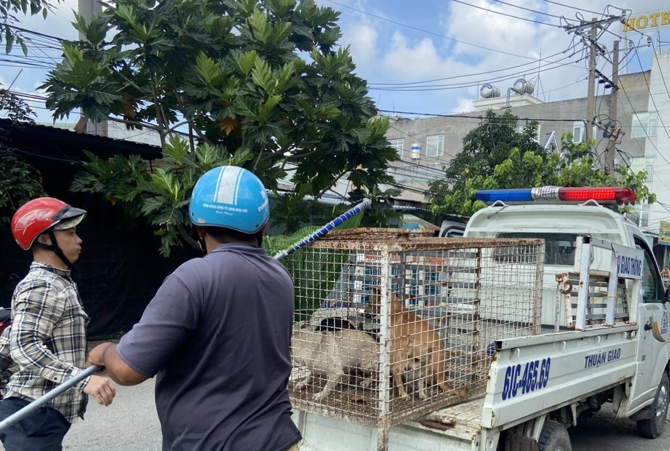 Ngoài việc thành lập đội săn bắt chó thả rông, một số địa phương tại Bình Dương còn tổ chức phạt nguội các trường hợp để chó đi lang thang ngoài đường. Ngoài việc thành lập đội săn bắt chó thả rông, một số địa phương tại Bình Dương còn tổ chức phạt nguội các trường hợp để chó đi lang thang ngoài đường.