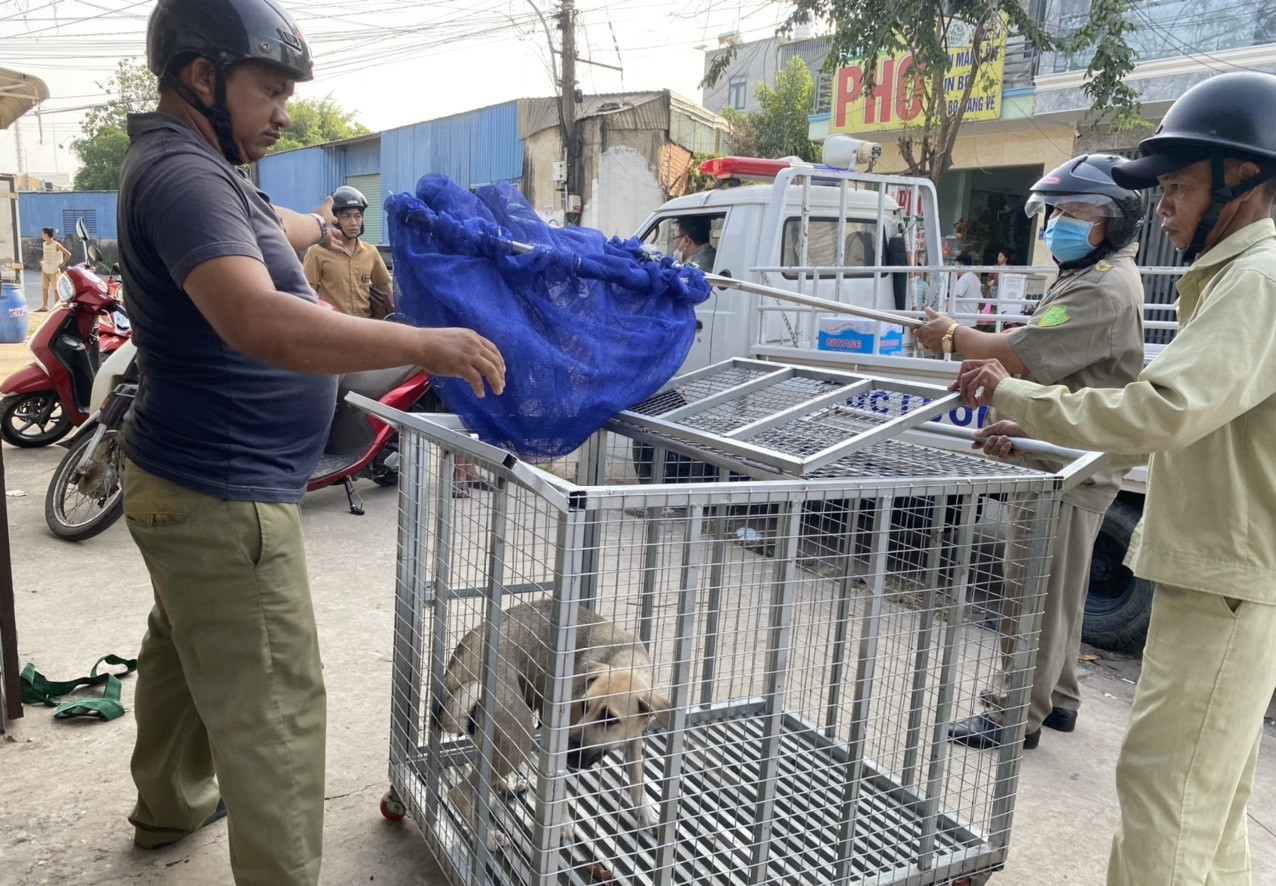 Trao đổi với phóng viên báo Tiền Phong, đại diện lãnh đạo phường Hiệp Thành (thành phố Thủ Dầu Một) cho biết, chính quyền địa phương tổ chức tiếp nhận hình ảnh, clip ghi lại các trường hợp chó người dân thả rông. Sau khi vào cuộc xác minh, địa phương sẽ phạt nguội đối với chủ vật nuôi. Hiện tại, phường Hiệp Thành đang xác minh hai trường hợp để xử lý về việc thả rông chó ngoài đường. Trao đổi với phóng viên báo Tiền Phong, đại diện lãnh đạo phường Hiệp Thành (thành phố Thủ Dầu Một) cho biết, chính quyền địa phương tổ chức tiếp nhận hình ảnh, clip ghi lại các trường hợp chó người dân thả rông. Sau khi vào cuộc xác minh, địa phương sẽ phạt nguội đối với chủ vật nuôi. Hiện tại, phường Hiệp Thành đang xác minh hai trường hợp để xử lý về việc thả rông chó ngoài đường.