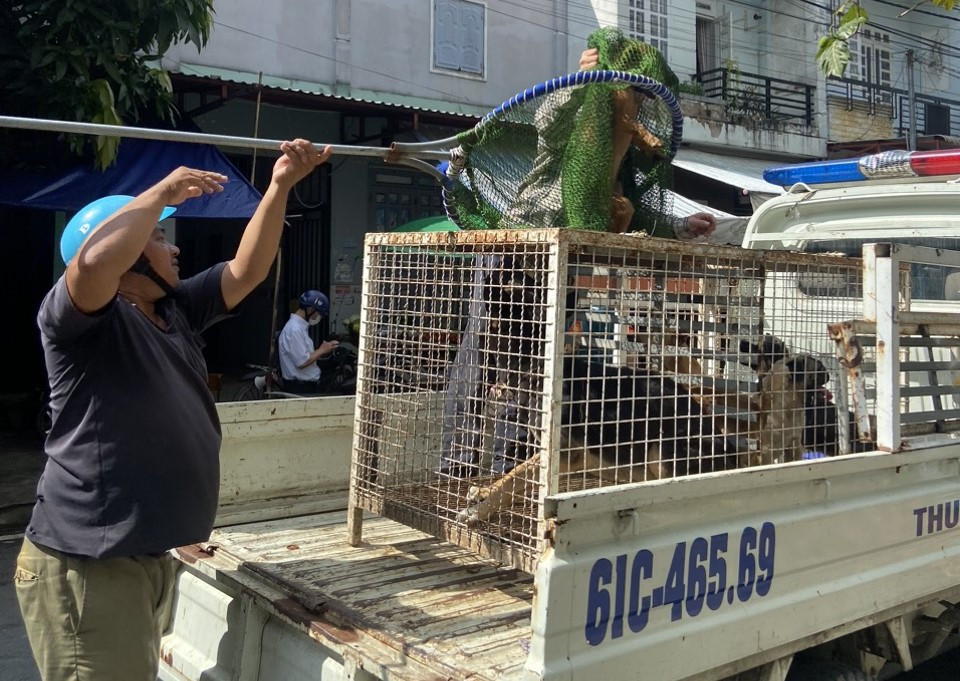 Việc xử lý chó thả rông được tiến hành từng bước. Trước tiên là thông báo cho chủ vật nuôi, tuyên truyền và vận động chấp hành các quy định. Sau đó cán bộ phụ trách sẽ kiểm tra để nắm tình hình và phối hợp với cán bộ thú y phường bắt chó thả rông. Việc xử lý chó thả rông được tiến hành từng bước. Trước tiên là thông báo cho chủ vật nuôi, tuyên truyền và vận động chấp hành các quy định. Sau đó cán bộ phụ trách sẽ kiểm tra để nắm tình hình và phối hợp với cán bộ thú y phường bắt chó thả rông.