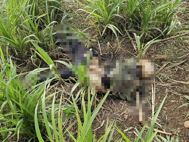 Hiện trường phát hiện thi thể không còn nguyên vẹn