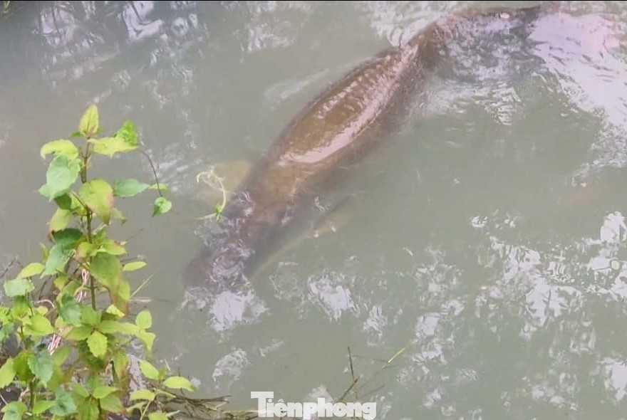 Cá có hình thú lạ xuất hiện trong hồ nước