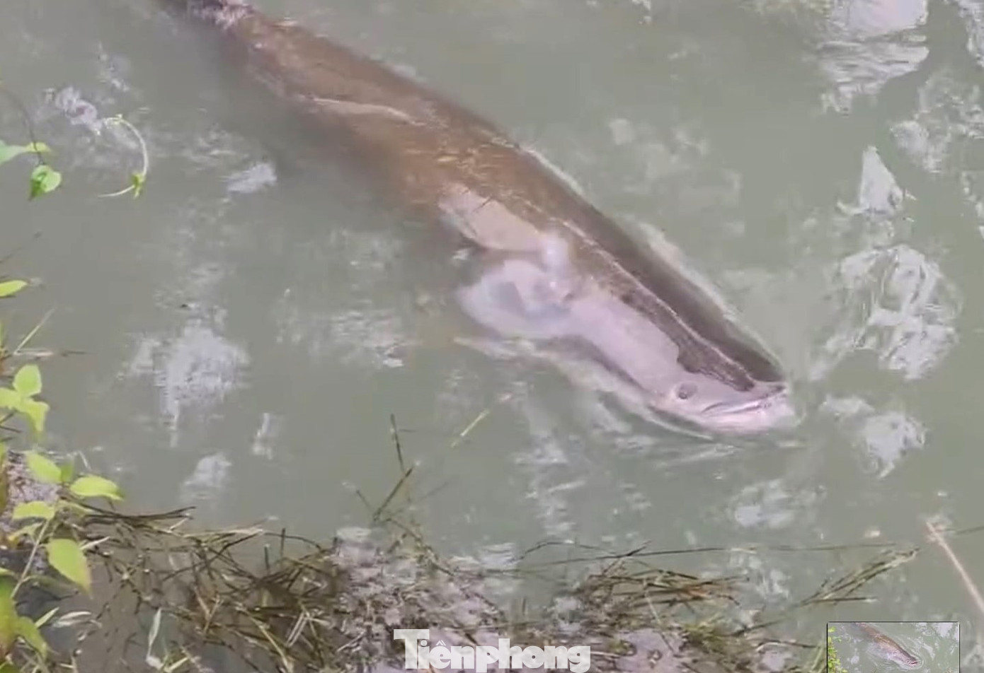 Con cá có hành động lạ như đang chào những người hướng về mình