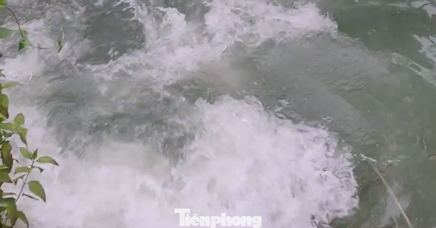 Sau khi có hành động chào người, cá biến mất tạo một vũng nước xoáy