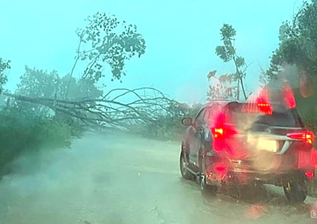 Mưa lớn làm cây ngã đổ Mưa lớn làm cây ngã đổ