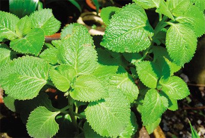 Công dụng chữa bệnh tuyệt vời của 13 loại rau thơm thường ăn ảnh 1