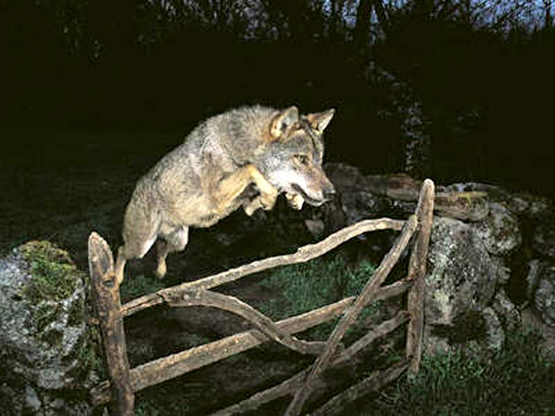 Một chú sói nhảy qua hàng rào trong cuộc đi săn của mình, Luis Rodriguez (người Tây Ban Nha - tác giả bức ảnh) nói rằng tấm hình này đã xác định sự nghiệp của anh Đây là bức ảnh dành giải thưởng trong thể loại đen - trắng, Danny Green đã sử dụng máy ảnh với tốc độ chụp chậm để ghi lại chuyển động của hàng trăm nghìn con chim trên bầu trời Phải mất 16 năm, Fergus Gill (Scotland) mới ghi lại được hình ảnh hai chú chim cổ vàng chiến đấu với nhau trên mặt những bông tuyết Một chú mèo đang doạ dẫm một con cáo to gấp 3 lần nó, ảnh do nhiếp ảnh gia Igor Spilenok (Nga) chụp Hai chú khỉ tranh giành nhau uống nước tại một vòi nước tự động, Andrew Forsyth - Nhiếp ảnh gia người Anh đã nhanh chóng chộp lại khoảnh khắc rất “trẻ con” của chúng