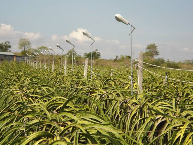 Vườn thanh long 1.700 trụ của ông Nguyễn Hữu Nghĩa (Vĩnh Long) sử dụng đèn cao áp thay cho đèn sợi đốt và đèn compact. Vườn thanh long 1.700 trụ của ông Nguyễn Hữu Nghĩa (Vĩnh Long) sử dụng đèn cao áp thay cho đèn sợi đốt và đèn compact