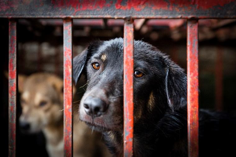 Ngoài ra, việc buôn bán thịt chó, mèo và nạn trộm cắp vật nuôi đồng nghĩa với việc những con vật đã được tiêm phòng liên tục bị loại bỏ