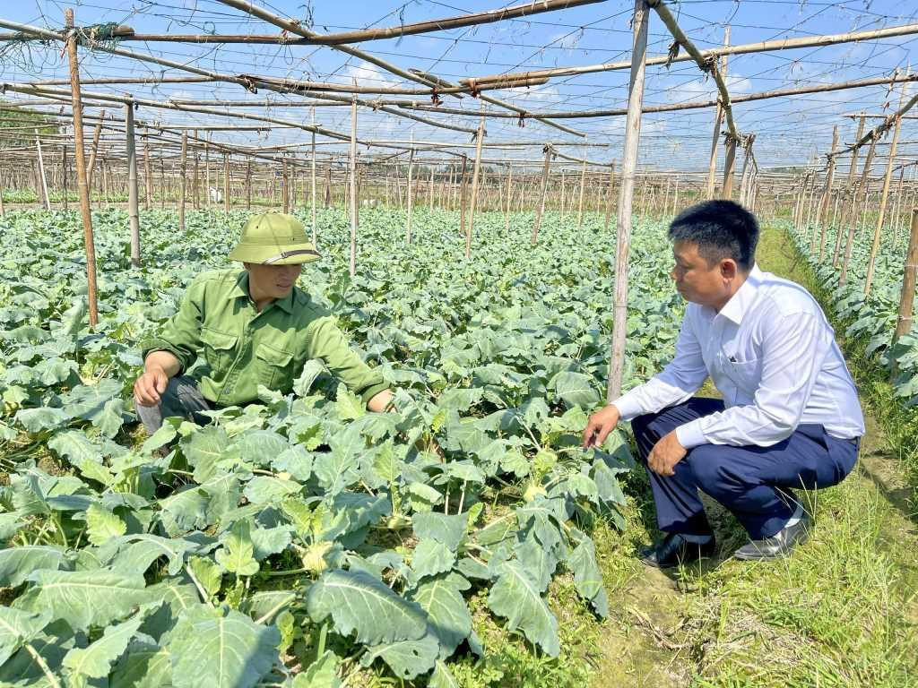 Người dân xã Tiền An, Thị xã Quảng Yên chăm sóc cây vụ đông.