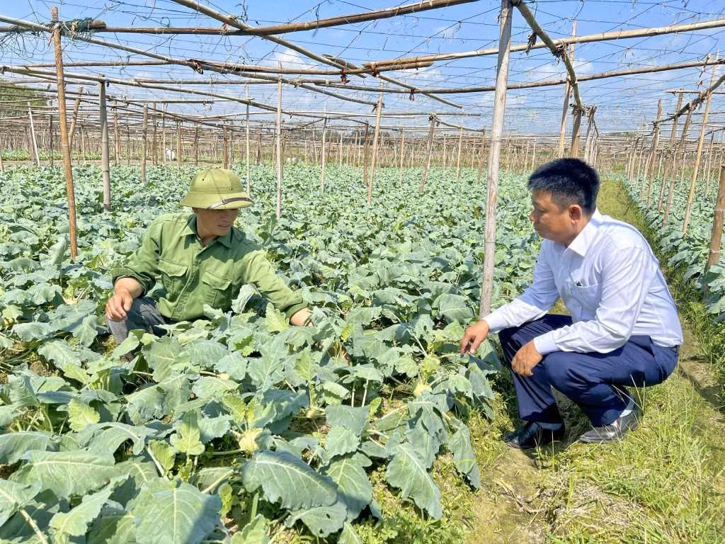 Người dân xã Tiền An, Thị xã Quảng Yên chăm sóc cây vụ đông.