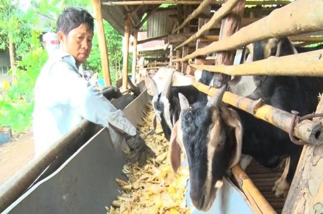 Từ nguồn vốn Ngân hàng Chính sách xã hội, ông Đỗ Viết Hiệu ở ấp 18 Gia Đình, xã Bảo Quang, TP Long Khánh đã đầu tư mô hình chăn nuôi dê hiệu quả