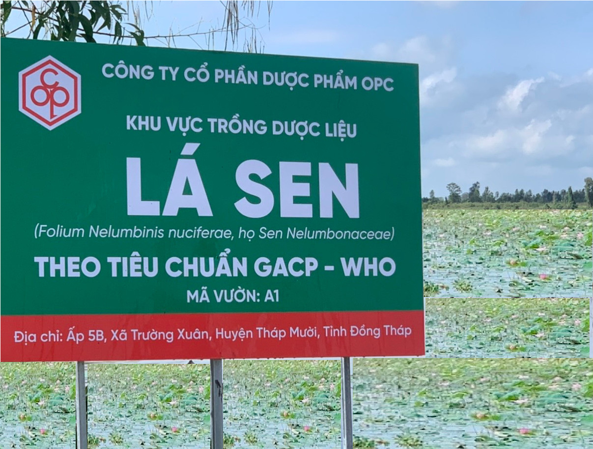 Vùng trồng Lá sen theo tiêu chuẩn GACP – WHO của Dược OPC