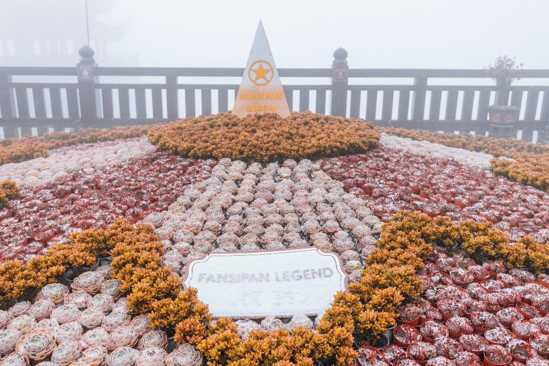 Và rắc sắc trắng kiêu hãnh lên những bông hoa đá được kết thành đại cảnh trên khu vực Sân mây.