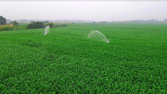 Các cánh đồng cỏ, bắp xanh tươi bạt ngàn được chăm sóc với nguồn phân bón từ chất thải đàn bò đã qua xử lý Biogas