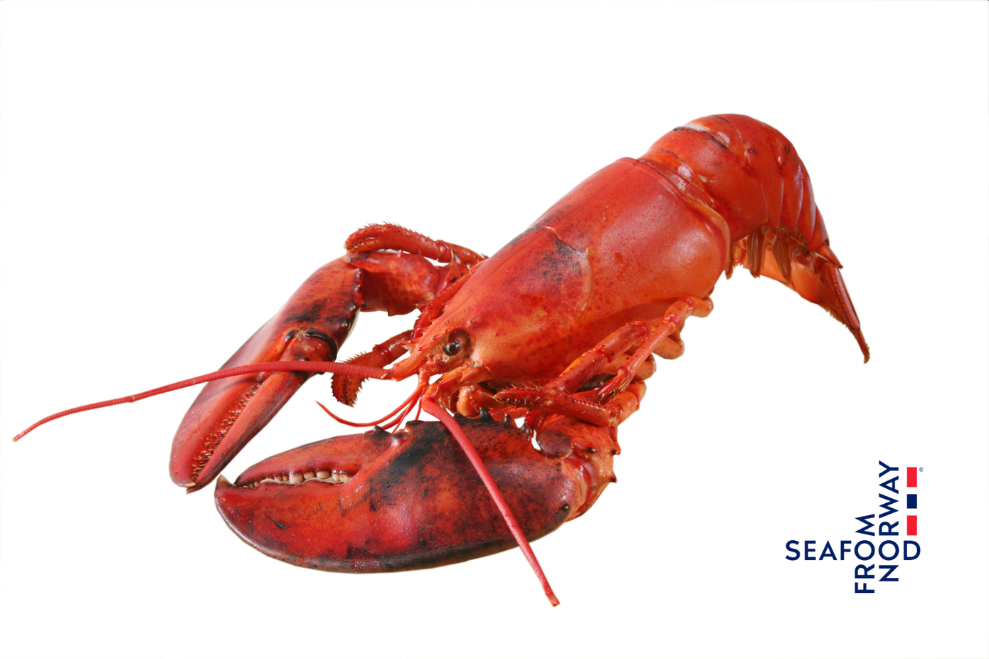 Tôm hùm càng đỏ. Nguồn ảnh Hội đồng Hải sản Na Uy