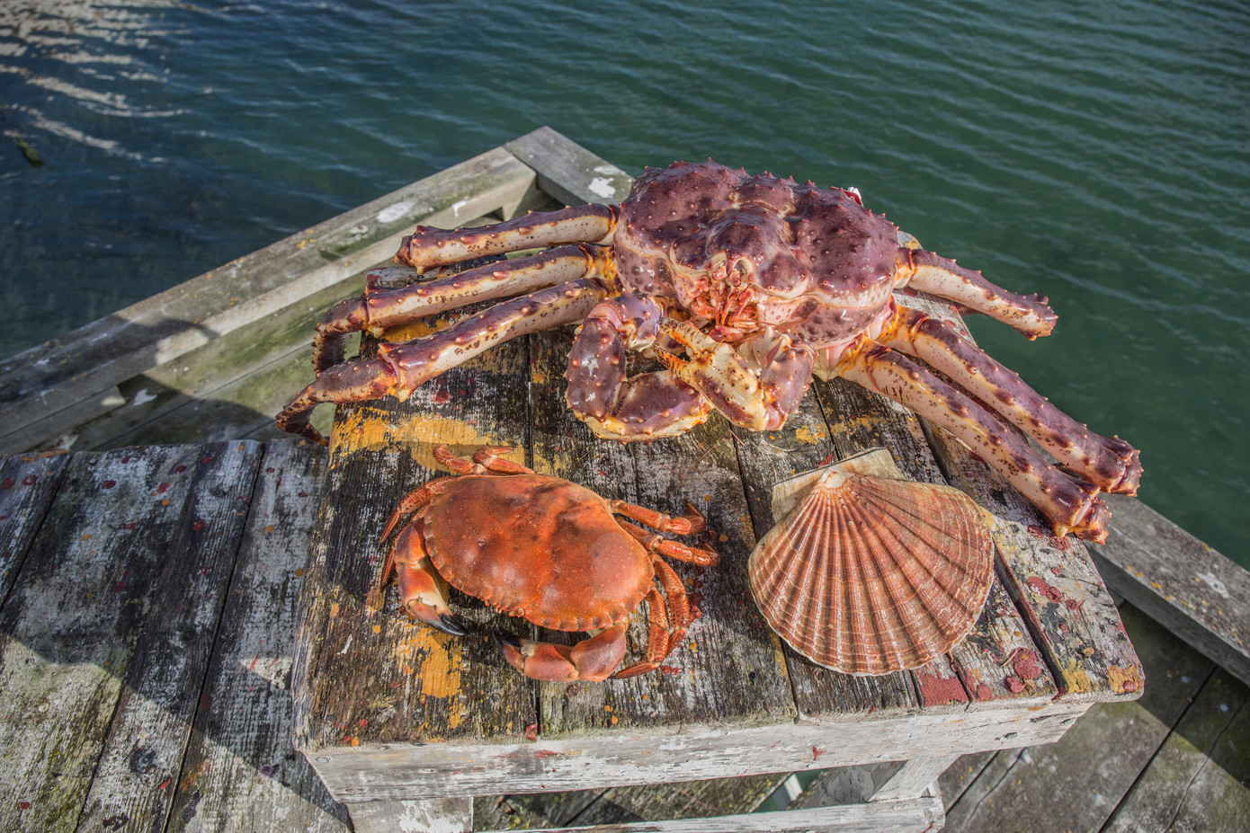 Mọi hải sản ngon nhất nhì thế giới đều tìm được ở biển Na Uy. Nguồn ảnh: Hội đồng Hải sản Na Uy.