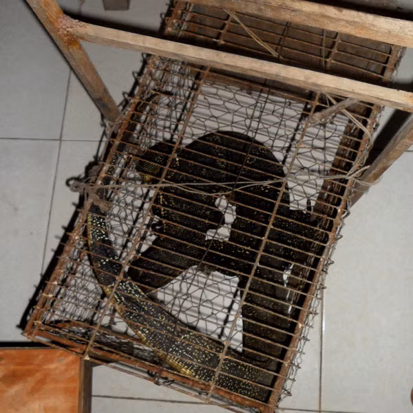 Con kỳ đà bị nhốt trong lồng sắt