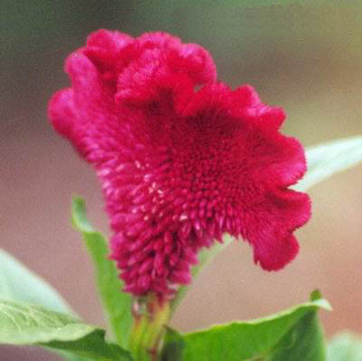 Hoa mào gà. Ảnh: Internet Hoa mào gà