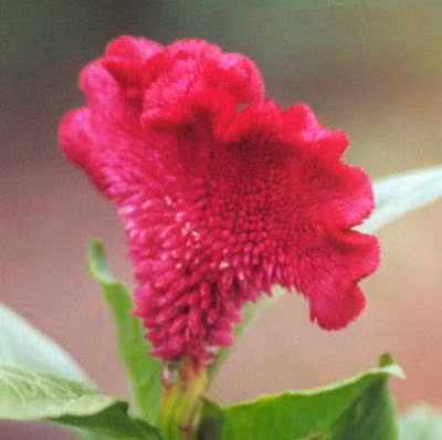 Hoa mào gà