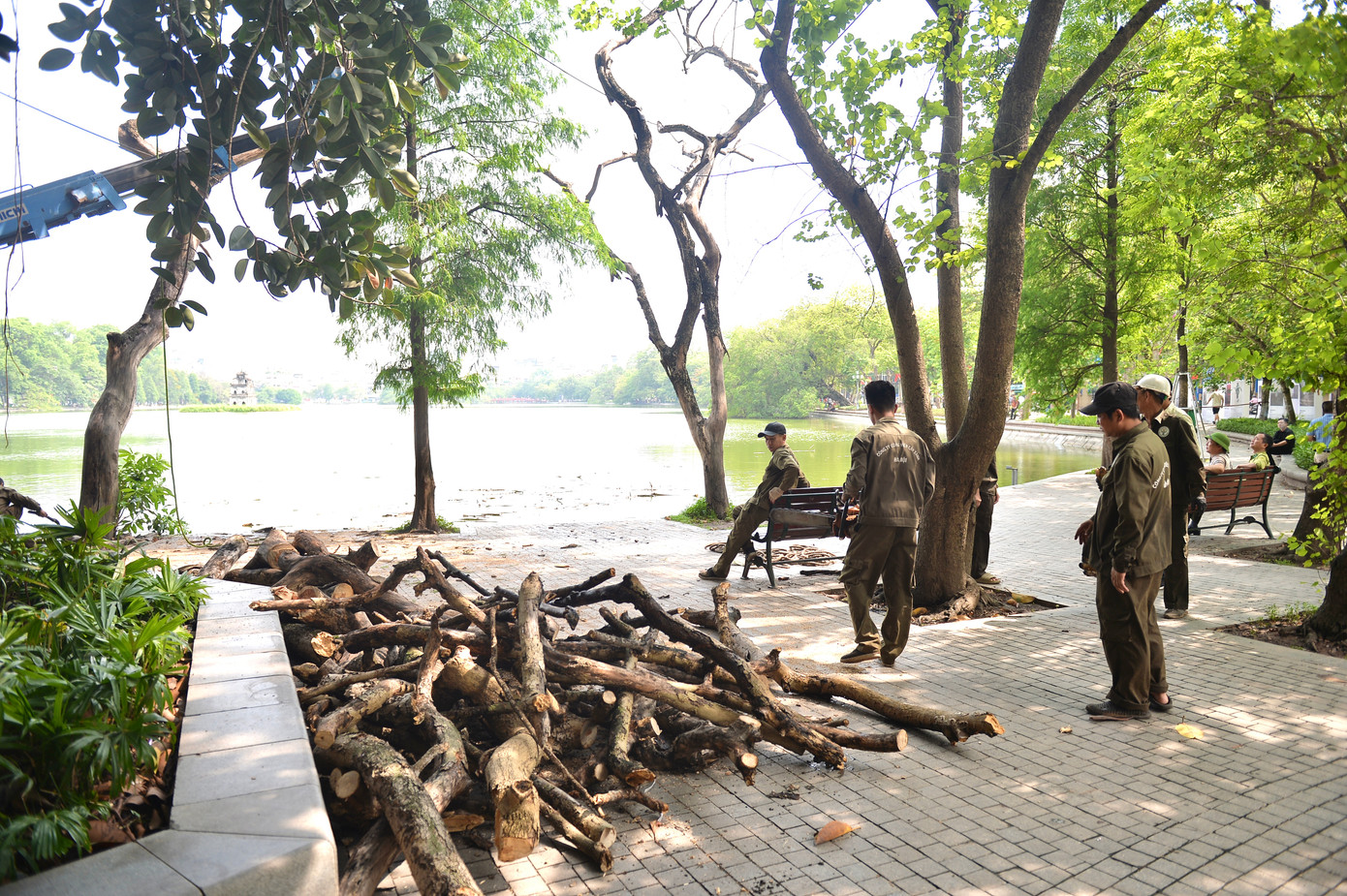 Dự kiến việc chặt hạ 3 cây sưa quý hiếm chết ven hồ Gươm sẽ hoàn thành trong ngày 26/5. Sau khi chặt hạ cây sẽ được bảo quản và bán đấu giá.