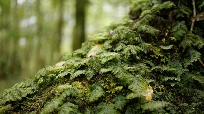 Khắp nơi chỉ có màu xanh mướt của rêu. Lớp rêu dày đến mức đứng bên trên cảm giác êm chân và hơi nảy như lò xo. Nắng xiên qua những tán cây rừng, mùi sương hòa với mùi cỏ cây đặc trưng.