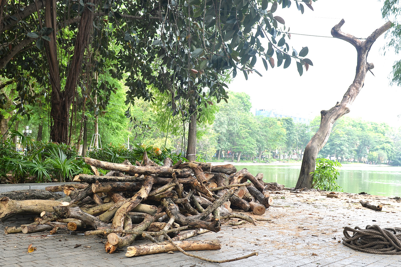 1 cây có đường kính 40 cm, chiều cao 5 - 6 mét và 1 cây có đường kính 35 cm, chiều cao 8 - 10 mét