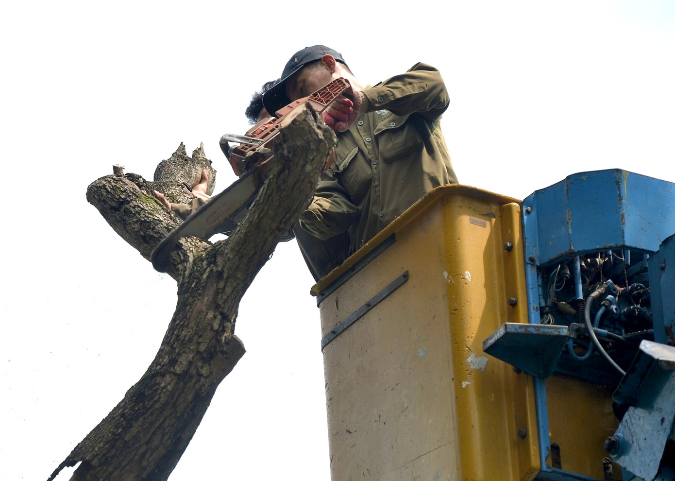 Hai cây sưa có độ tuổi khoảng 50 tuổi và chết khô từ năm 2019.