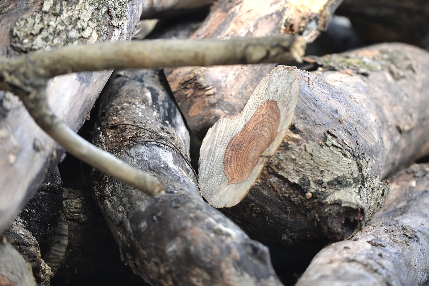 Gỗ sưa là loại gỗ quý và thuộc hàng siêu hiếm. Gỗ có chất lượng tốt, thớ gỗ mịn, đường vân đẹp. Đặc biệt, gỗ có hương thơm tự nhiên, thoáng nhẹ tựa như hương trầm.