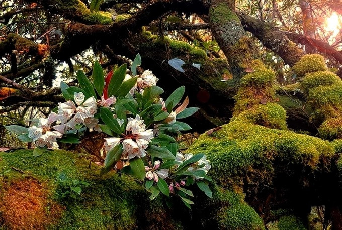 Tại đây, hơn 430 cây đỗ quyên hàng trăm năm tuổi đã được công nhận là cây di sản Việt nam. Trong đó, có hai loài đỗ quyên chính là lá rộng và lá kim. Chúng sống xen kẽ nhau, không có loài cây nào khác có thể chen vào được.