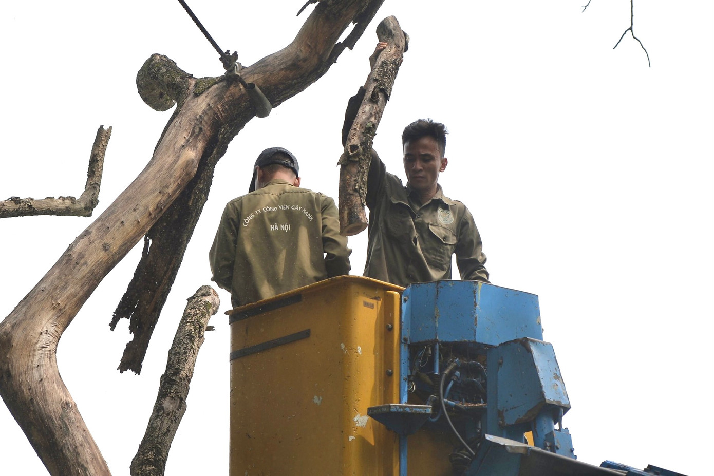 Việc chặt hạ cây sưa được tiến hành cưa từng đoạn một.
