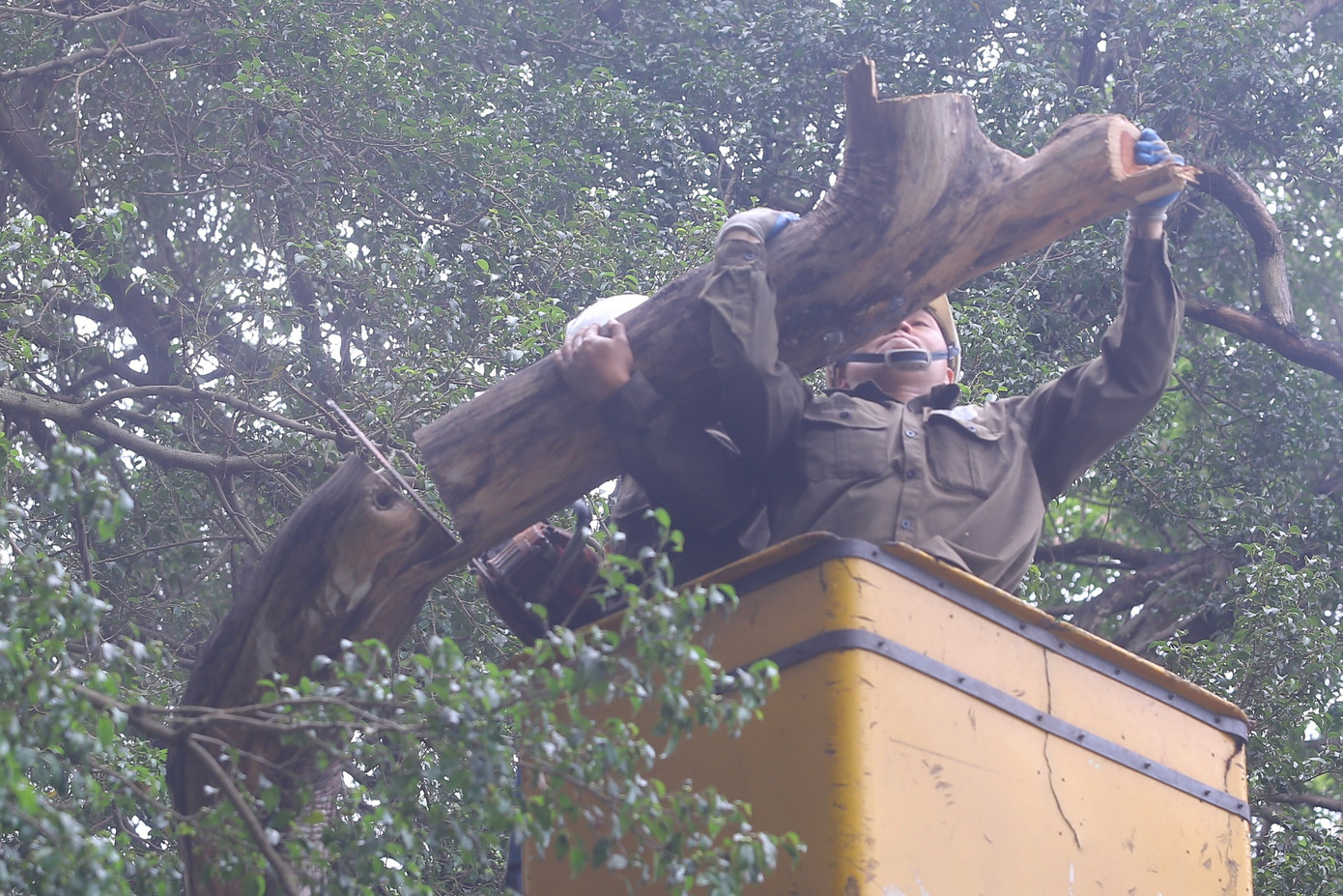 Ngoài ra, gần đồng hồ hoa Thuỵ Sỹ, sát mép hồ có 2 cây sưa bị chết. 1 cây có đường kính 40 cm, chiều cao 5 - 6 mét và 1 cây có đường kính 35 cm, chiều cao 8 - 10 mét.