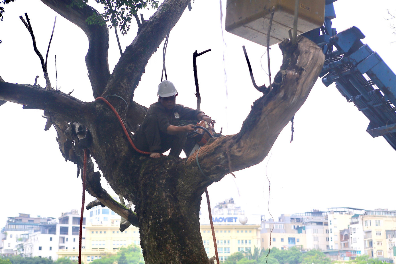Việc chặt hạ cây sưa được tiến hành cưa từng đoạn một.