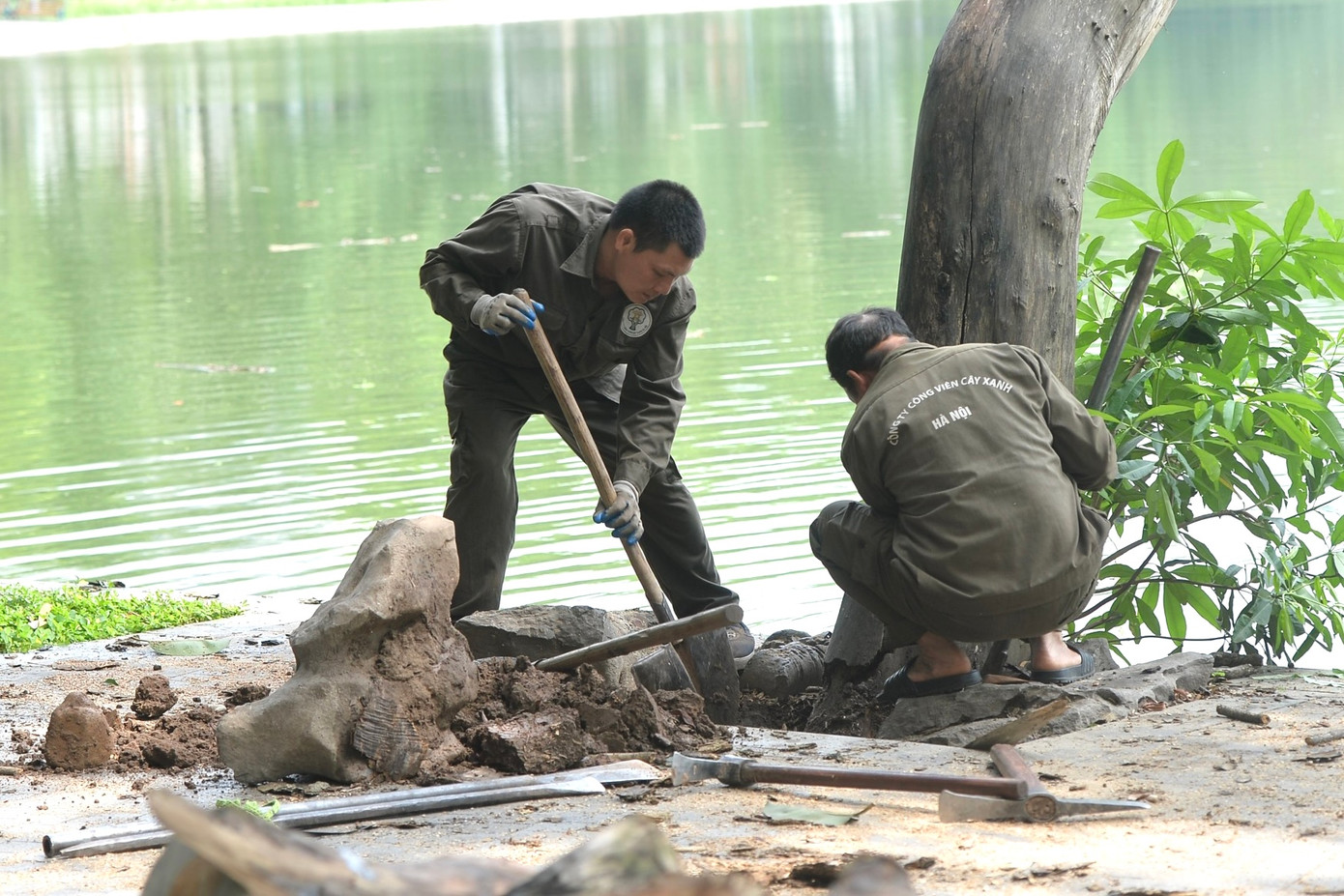 Sau khi chặt hết cành, công nhân tiến hành đào gốc.