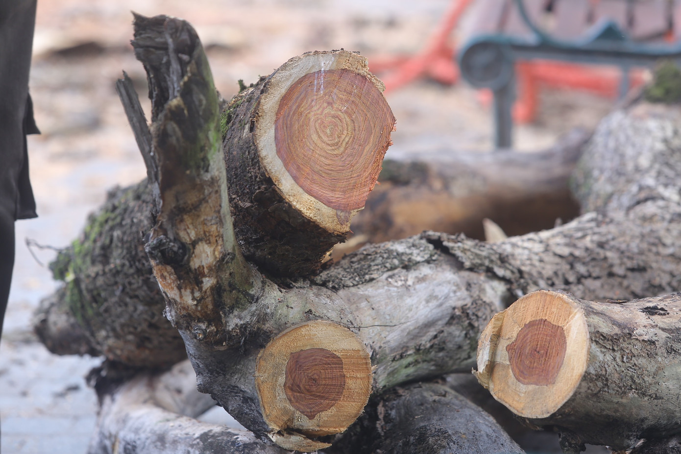 Hiện nay, tại Việt Nam, số lượng cây sưa còn rất ít. Một số còn sót lại rải rác ở các công viên, đình làng, miếu mạo.