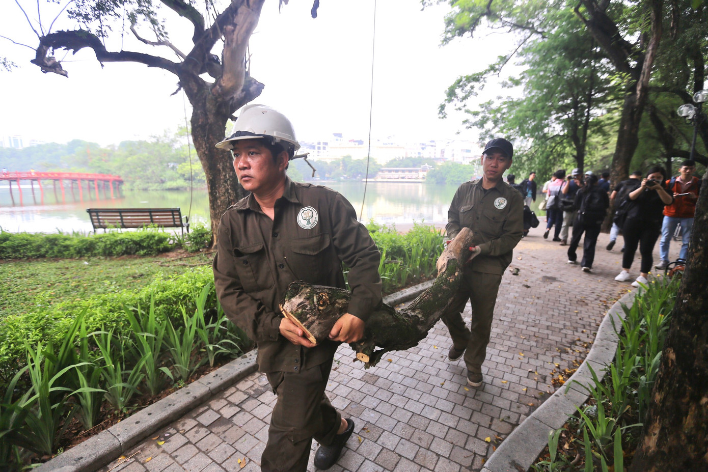 Những khúc gỗ được cưa bỏ nhanh chóng được công nhân vận chuyển đến điểm tập kết.