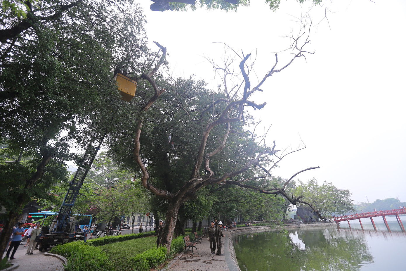 Hàng chục công nhân cùng với máy móc được huy động để chặt hạ cây sưa bên ven hồ Gươm vào sáng nay (24/5).