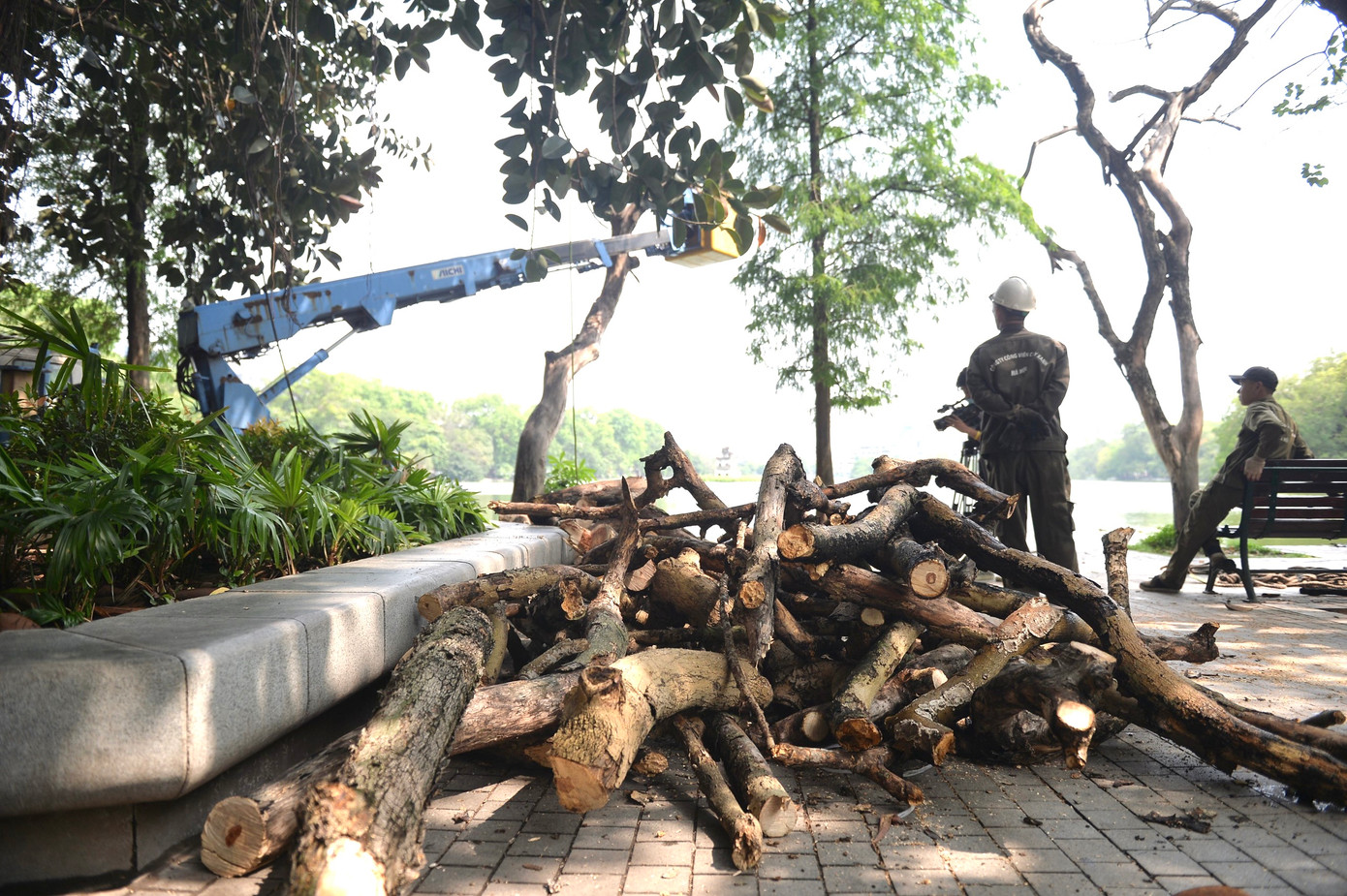 Trước đó, ngày 24/5, đơn vị đã hoàn thành chặt hạ cây sưa đỏ khoảng 100 tuổi, cao 12m, đường kính 59cm ven hồ Gươm ở đối diện ngã ba Lò Sũ - Đinh Tiên Hoàng.