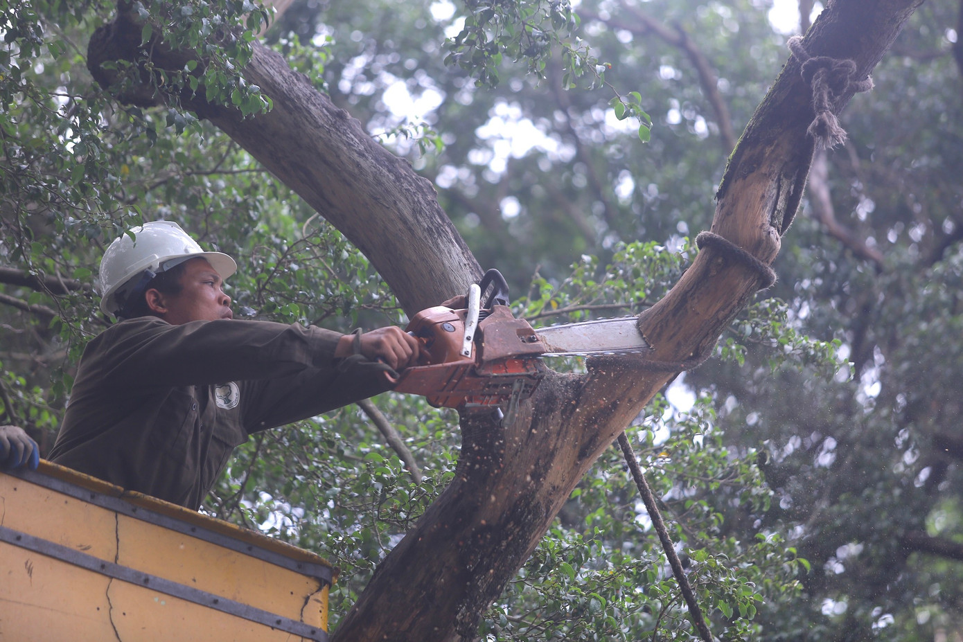 Cây sưa chết ở đối diện ngã ba Lò Sũ - Đinh Tiên Hoàng có đường kính 59cm, chiều cao 10 - 12 mét.