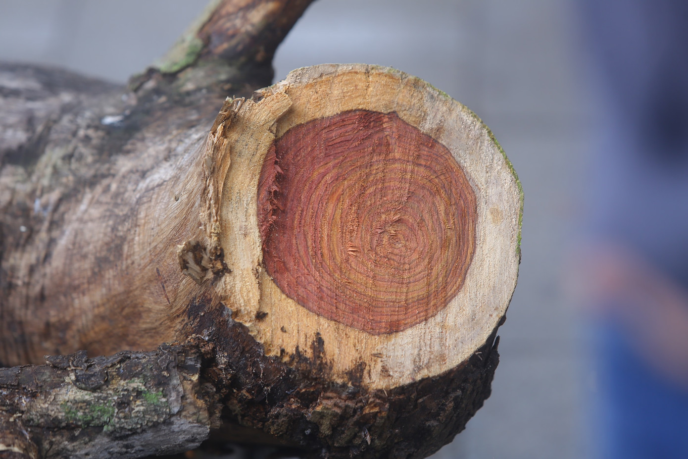 Gỗ sưa là loại gỗ quý và thuộc hàng siêu hiếm. Gỗ có chất lượng tốt, thớ gỗ mịn, đường vân đẹp. Đặc biệt, gỗ có hương thơm tự nhiên, thoáng nhẹ tựa như hương trầm.