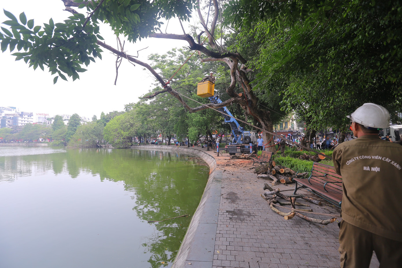 Công nhân giữ cành cây sau khi chặt hạ không ảnh hưởng đến mặt nước hồ.