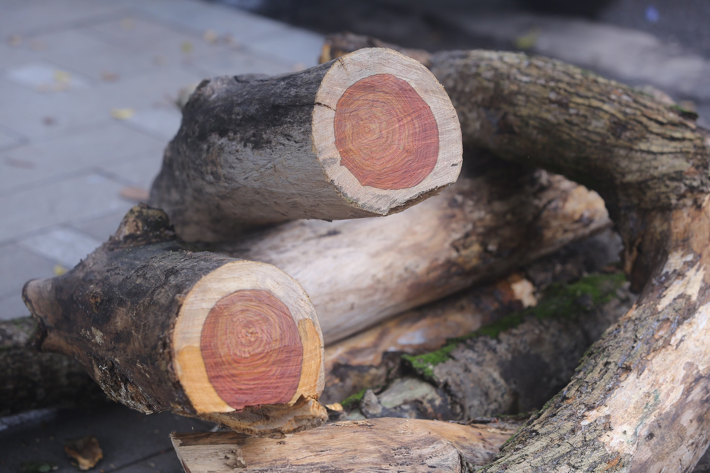 Gỗ sưa đỏ có màu đỏ bã trầu.