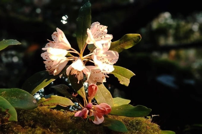 Từ tháng hai trở đi, hoa đỗ quyên nở dày đặc trên các triền núi. Sự giao thoa hai mạn Đông-Tây của đỉnh Trường Sơn khiến cảnh quan rừng đỗ quyên thay đổi chỉ trong vài bước chân. Hoa đỗ quyên ở đây có đầy đủ màu từ trắng, trắng pha hồng, tím, đỏ.