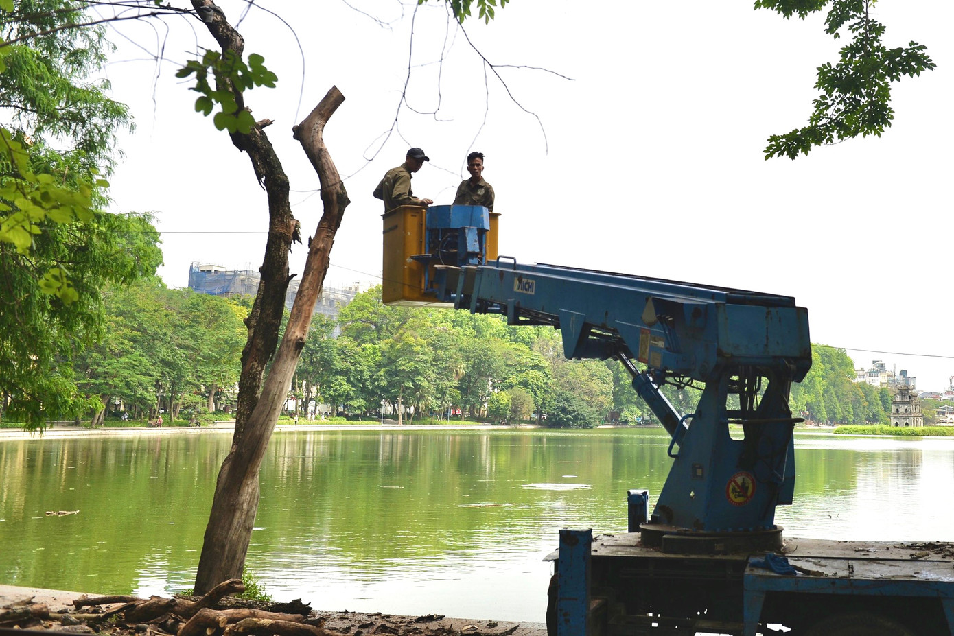 Hôm nay (25/5), hàng chục công nhân Cty TNHH MTV Công viên Cây xanh Hà Nội cùng với máy móc tiếp tục chặt hạ hai cây sưa chết ven hồ Gươm gần đồng hồ hoa Thụy Sỹ.